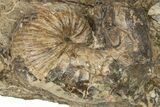 Cretaceous Fossil Heteromorph (Scaphites) Ammonite - Utah #266732-1